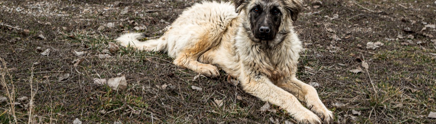Junior, de (vermoedelijk) Kangal Pup