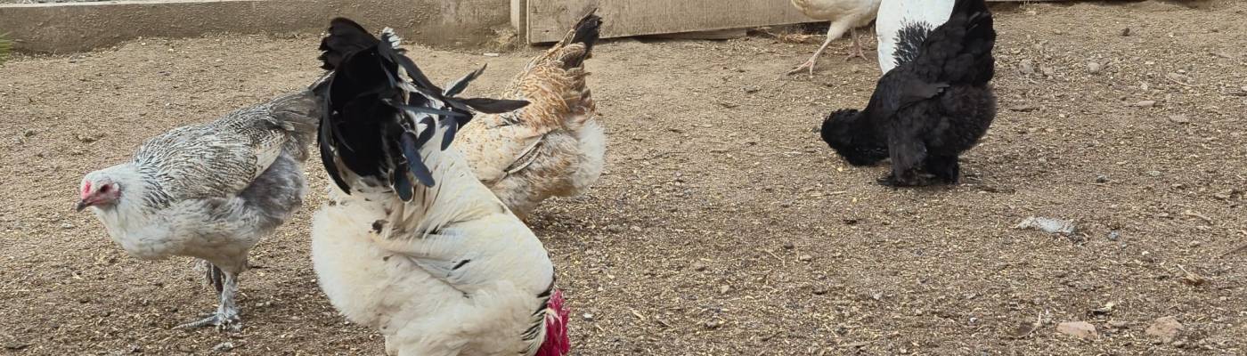 kippen, nieuwe hennen, Köy Tavukları, kippenrennen, drinkbakken, vorst, sneeuw, winter, boerderijleven, kippenavonturen, website, GetHost, hosting, Youtube, kippenkronieken, kippenliefhebbers, familieleven, plattelandsleven, zelfvoorzienendheid, huisdieren,